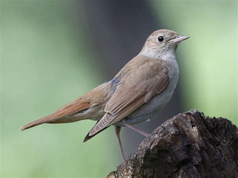 死鳥|サヨナキドリ (さよなきどり)とは【ピクシブ百科事典】